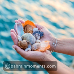 Seashell Collection
