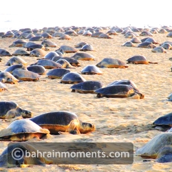 Olive Ridley Turtle Nesting