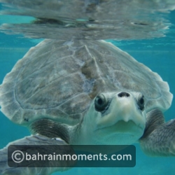 Kemp's Ridley Sea Turtle