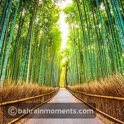 Arashiyama Bamboo Forest